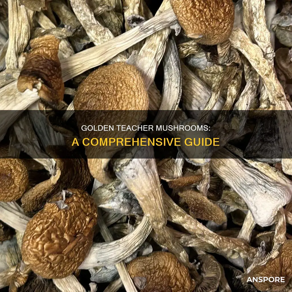 what are golden teacher mushrooms