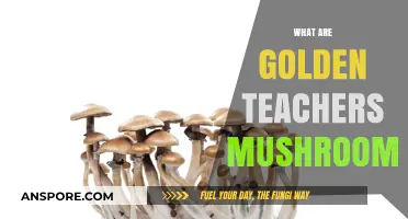 Golden Teachers: Magic Mushrooms for Mind Expansion
