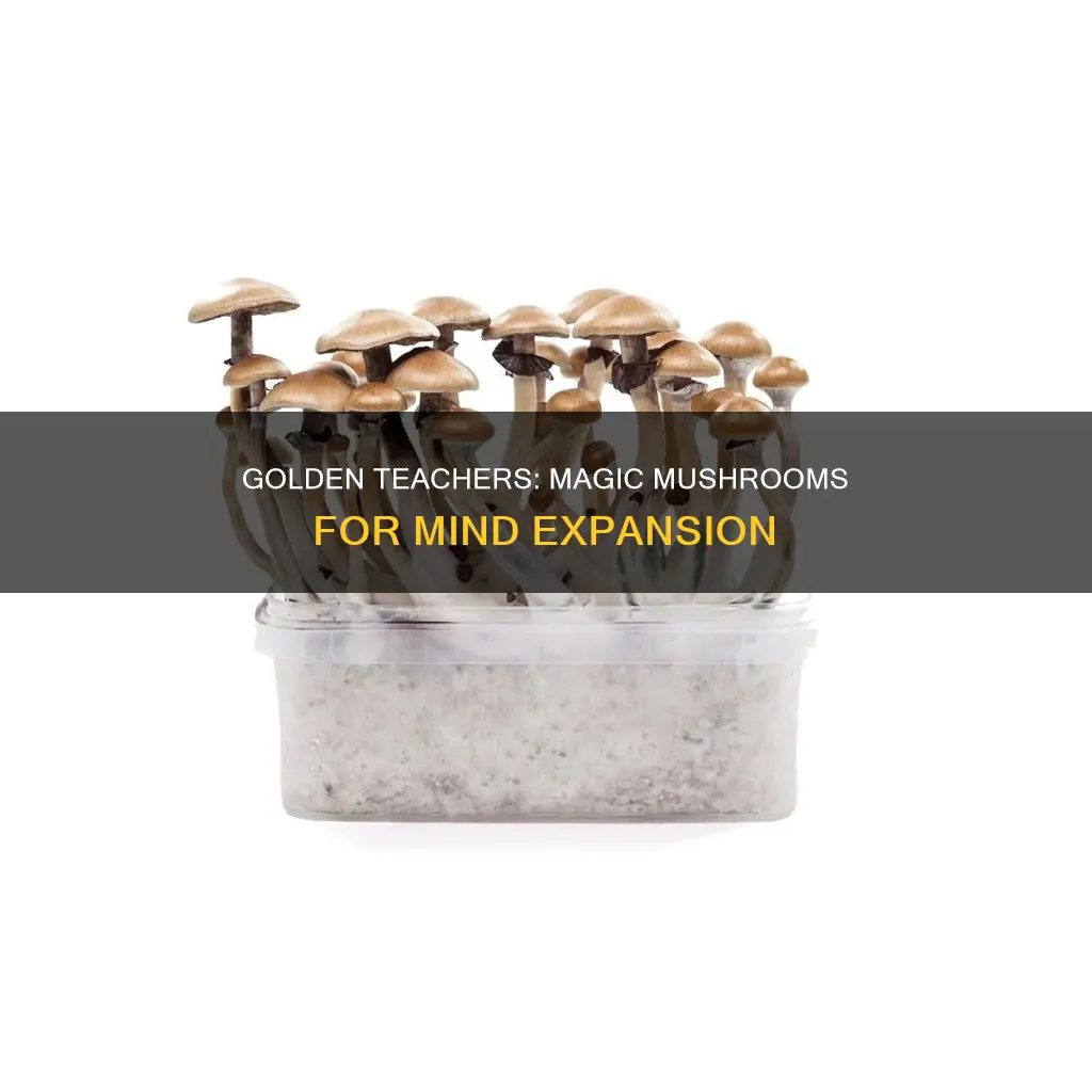 what are golden teachers mushrooms