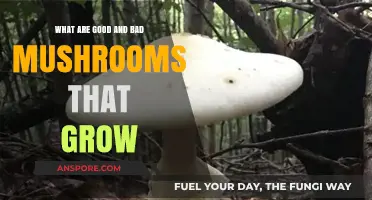 Identifying Edible vs. Toxic Mushrooms: A Guide to Safe Foraging