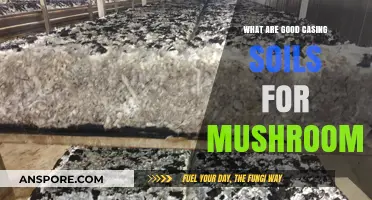 Best Soil Types for Mushroom Cultivation: A Comprehensive Guide