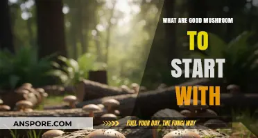 Beginner-Friendly Mushrooms: Top Picks for New Growers and Foragers