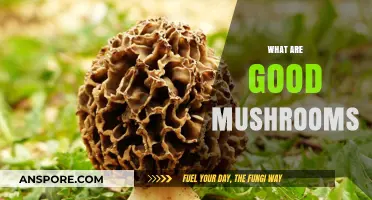 Exploring the Best Edible Mushrooms for Flavor and Nutrition