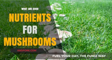 Essential Nutrients for Healthy Mushroom Growth: A Comprehensive Guide