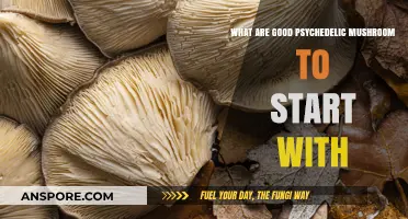 Beginner's Guide: Safe and Popular Psychedelic Mushrooms to Explore