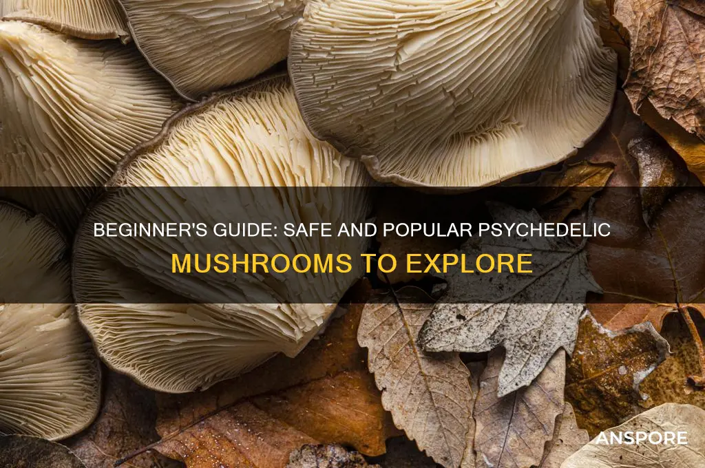 what are good psychedelic mushroom to start with