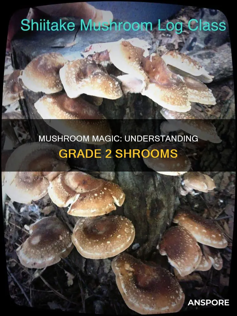 what are grade 2 mushrooms