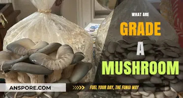 Mushroom Grades: What's Special About Grade A?