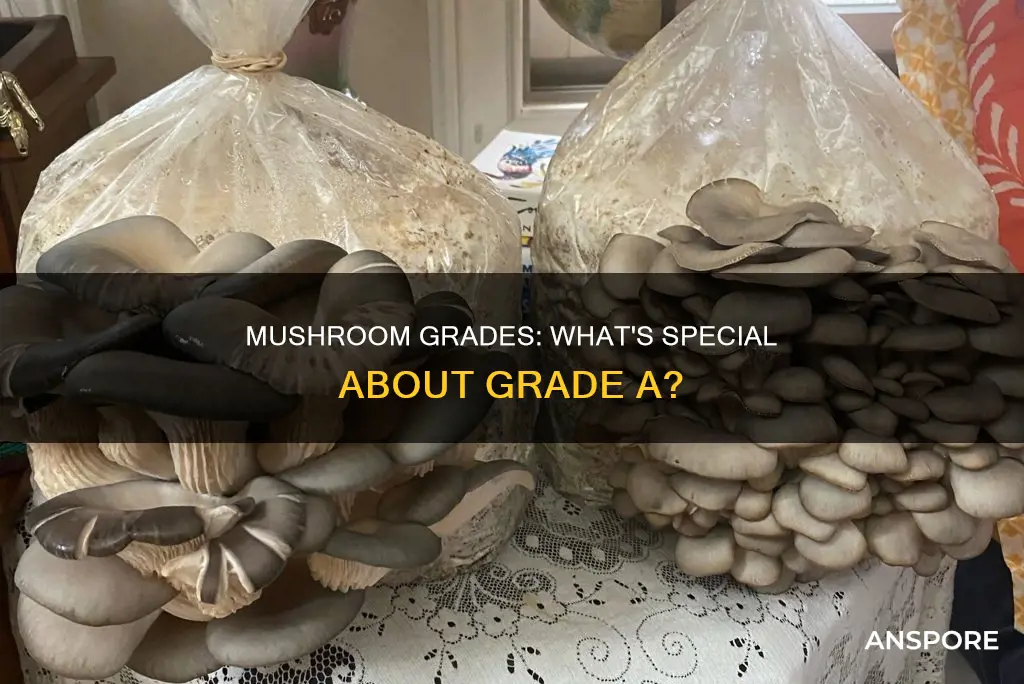 what are grade a mushrooms