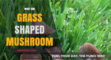 Mushroom Mystery: Grass-Shaped Fungi