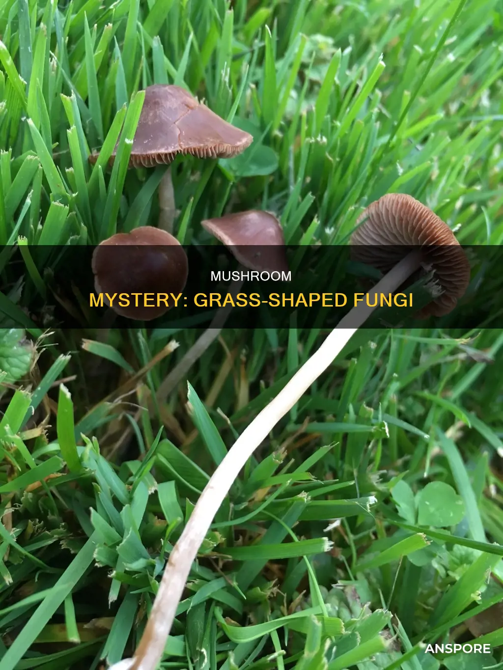 what are grass shaped mushroom