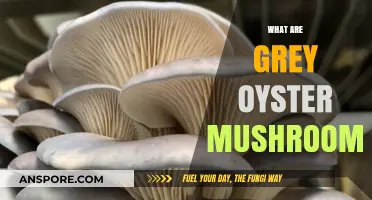 Oyster Mushrooms: A Tasty Grey Treat