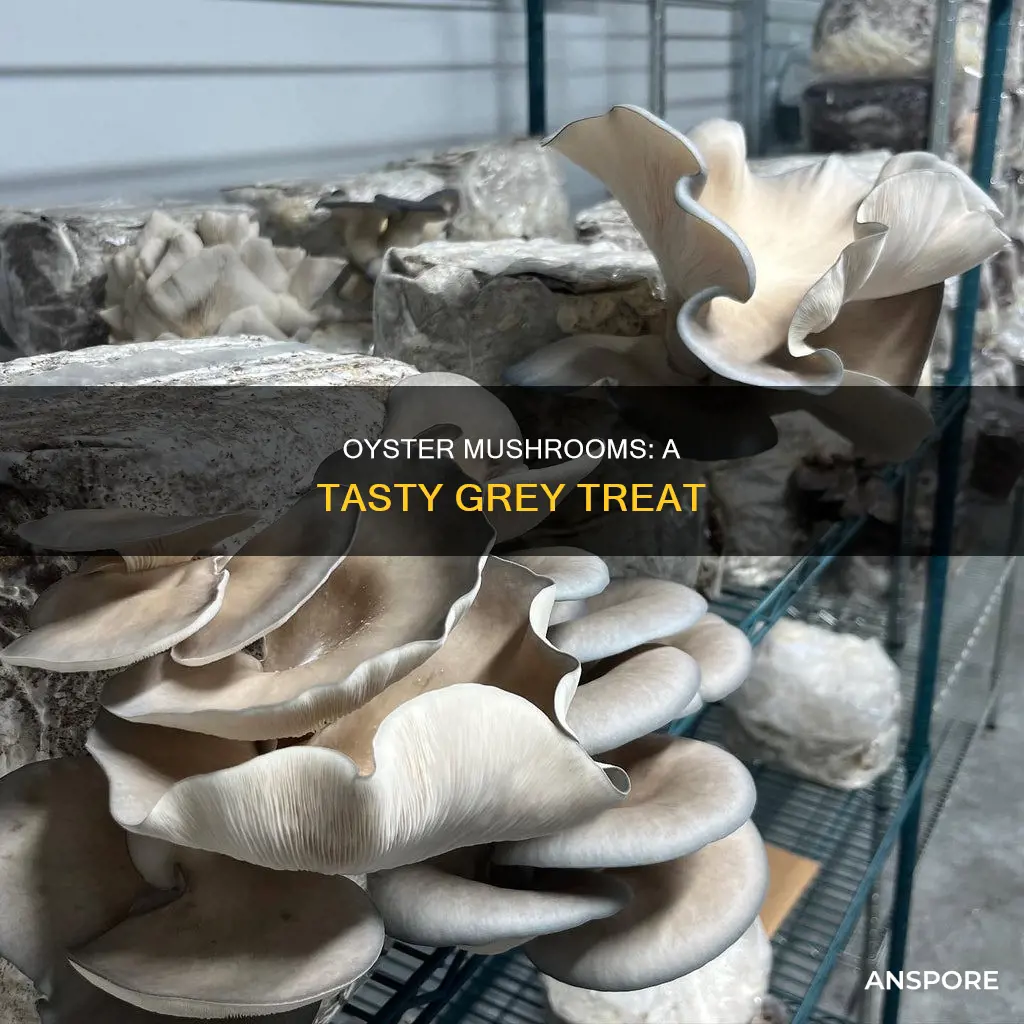 what are grey oyster mushrooms