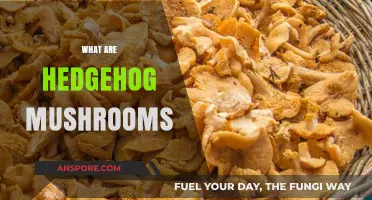 Hedgehog Mushrooms: Nature's Spiky Delicacy