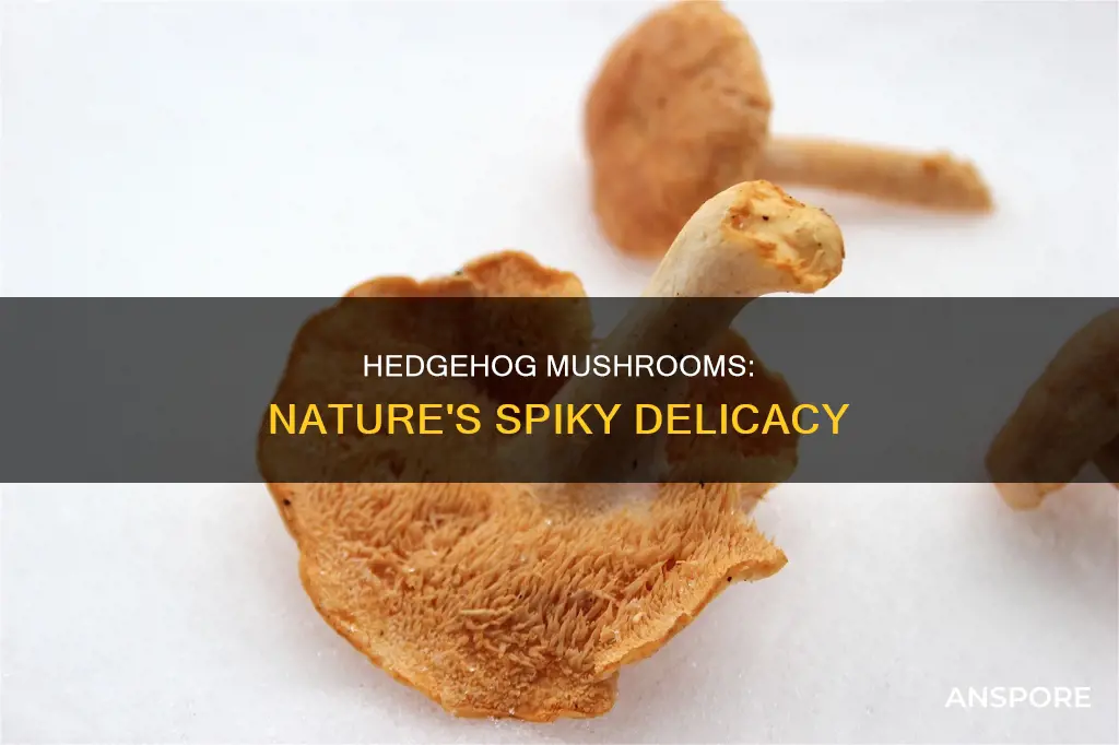what are hedgehog mushrooms