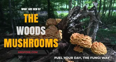 Discovering Hen of the Woods: A Culinary and Medicinal Mushroom Guide