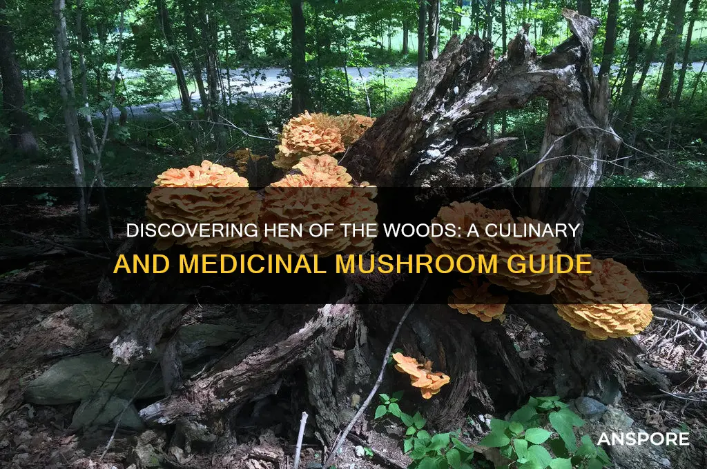 what are hen of the woods mushrooms