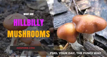 Hillbilly Mushrooms: A Forager's Delight
