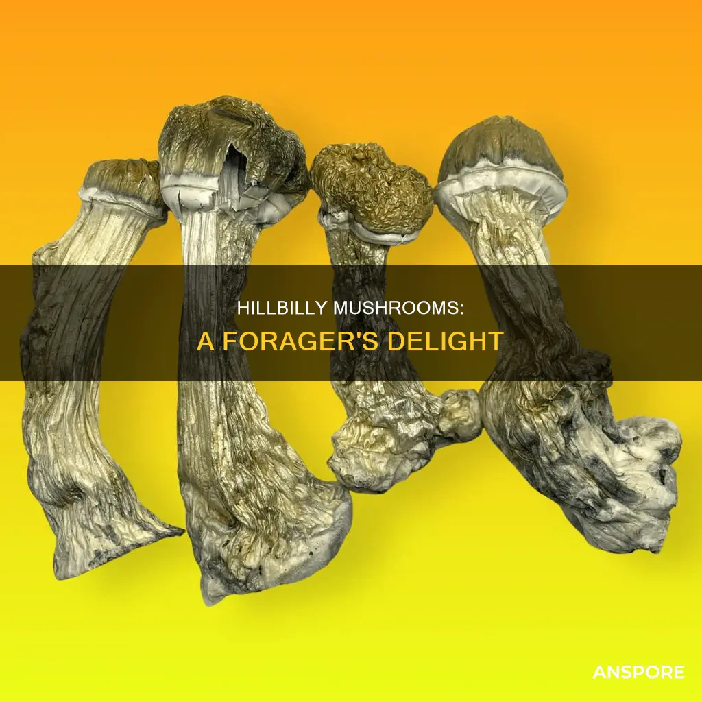 what are hillbilly mushrooms