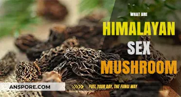 Sex Mushrooms: Ancient Himalayan Aphrodisiac