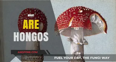 Mushroom Magic: Discovering the World of Hongos