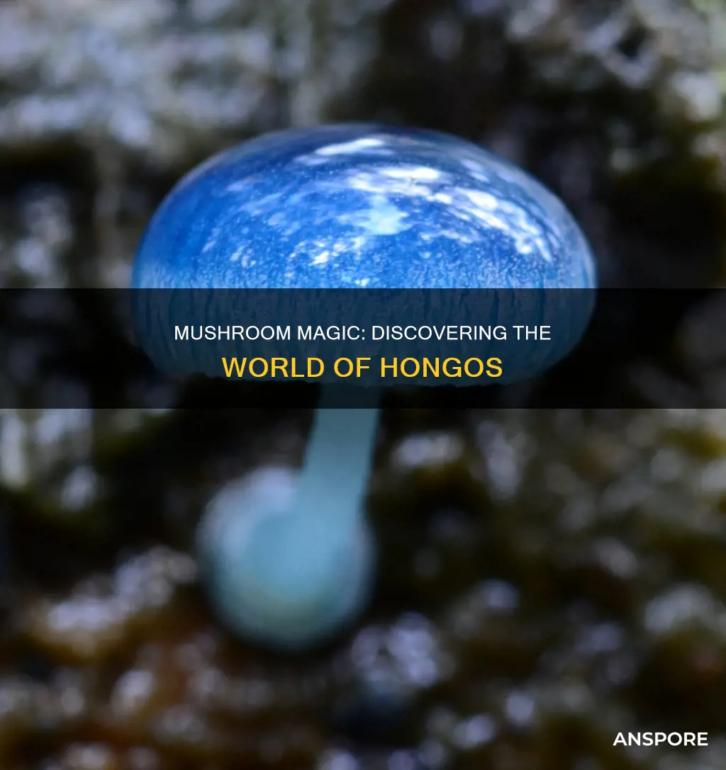 what are hongos