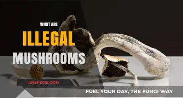 Mushroom Mystery: What Makes Them Illegal?