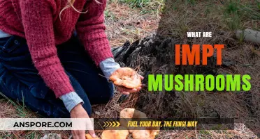 Mushrooms: Nature's Superfood and Medicine