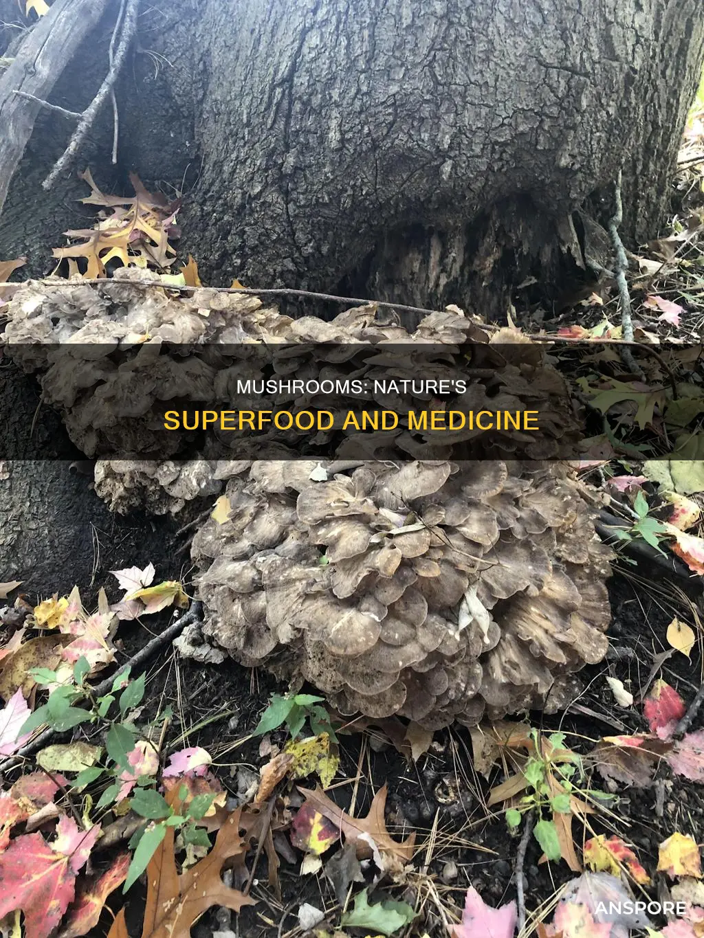 what are impt mushrooms