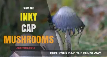 Inky Cap Mushrooms: Nature's Mysterious Black Gold