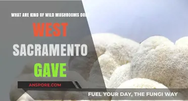 Exploring West Sacramento's Wild Mushroom Varieties: A Forager's Guide