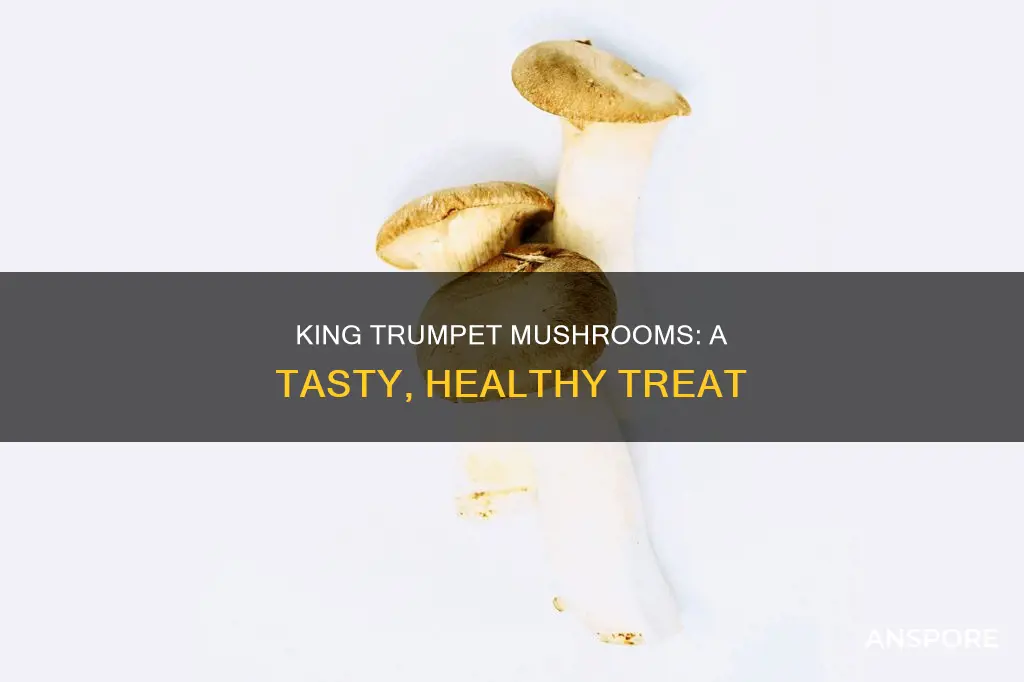 what are king trumpet mushrooms