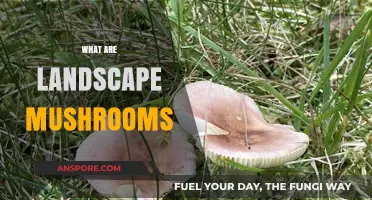 Mushroom Landscapes: Nature's Magical Growth