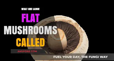 Identifying Large Flat Mushrooms: Names, Types, and Characteristics Explained