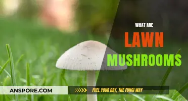 Mushrooms in Your Lawn: What You Need to Know