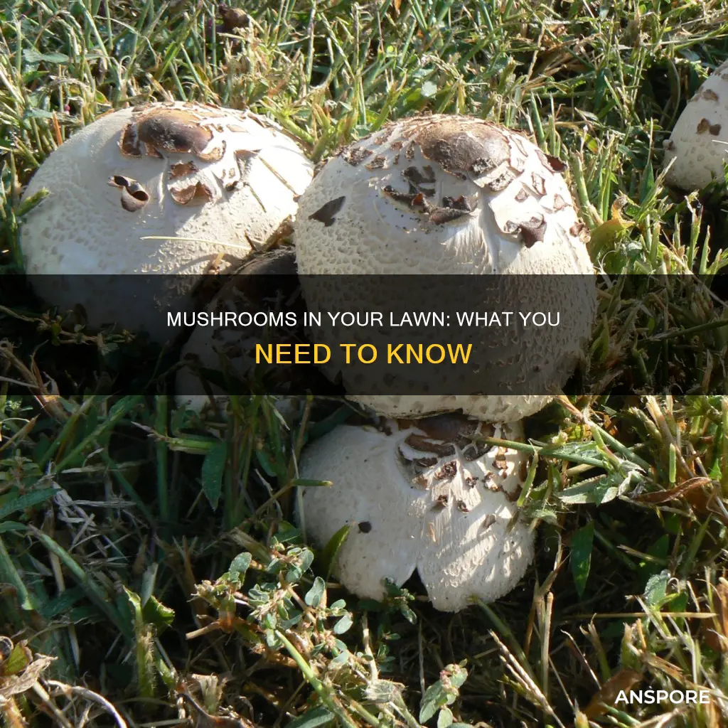 what are lawn mushrooms