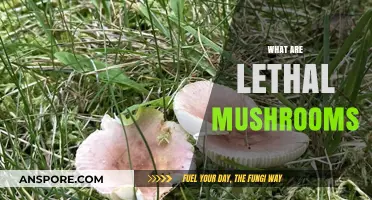 Deadly Fungi: Identifying Lethal Mushrooms