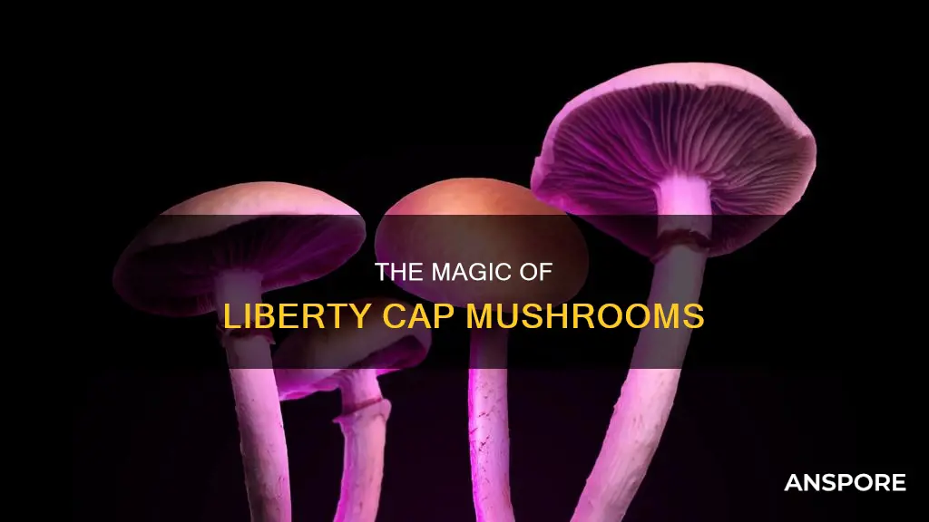 what are liberty cap mushrooms
