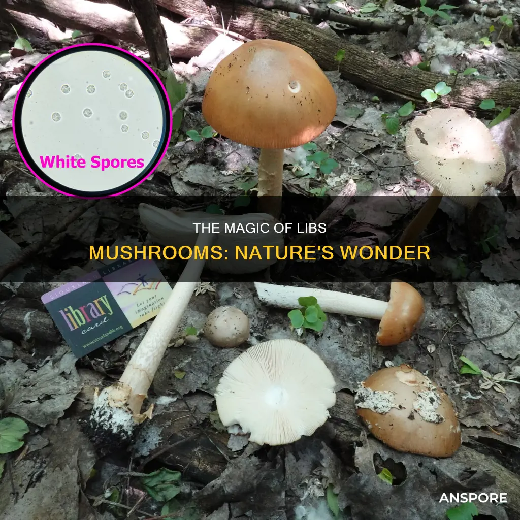 what are libs mushrooms