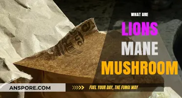 Lion's Mane Mushrooms: Nature's Powerful Nootropic