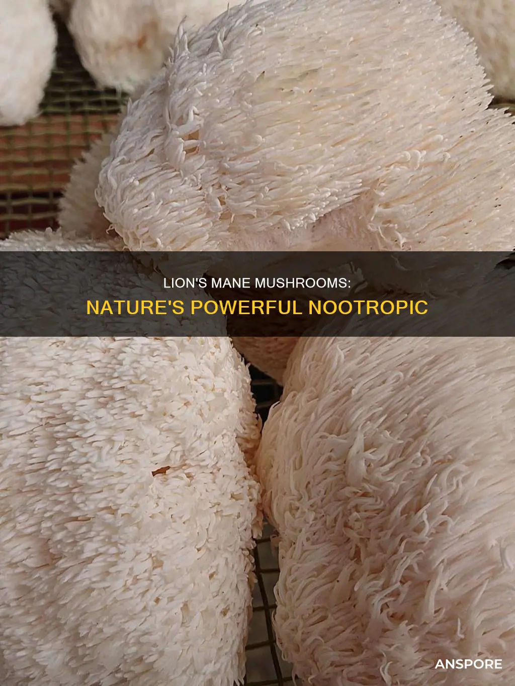 what are lions mane mushrooms