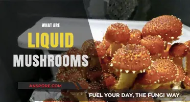 Mushroom Magic: Liquid Shrooms Explained