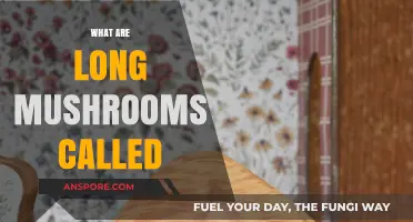 Unveiling the Mystery: What Are Those Long, Skinny Mushrooms Called?