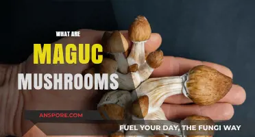 Magic Mushrooms: A Natural High