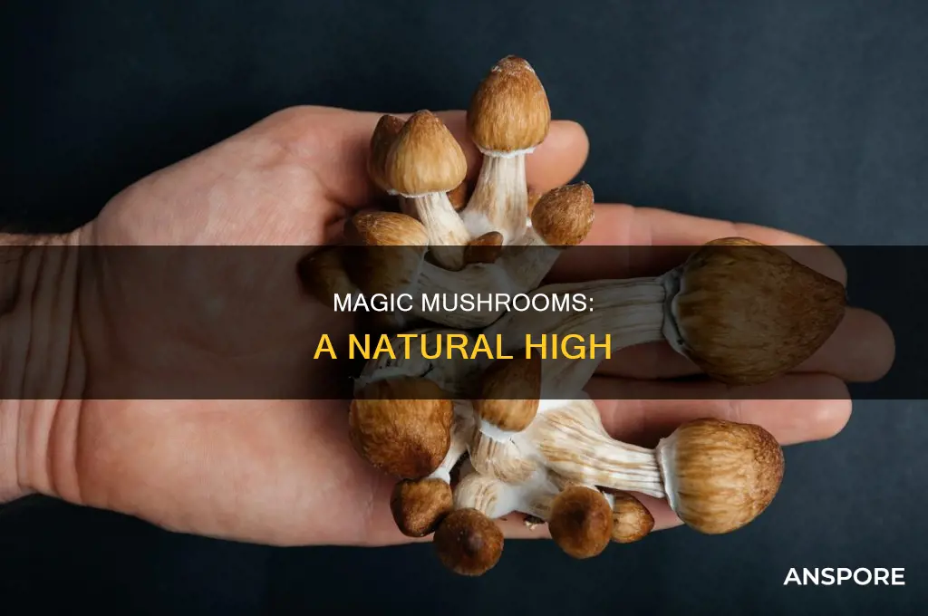what are maguc mushrooms