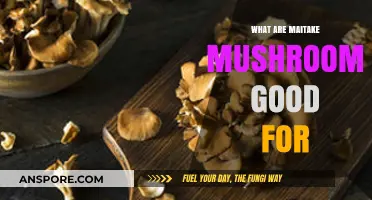 Maitake Mushrooms: Health Benefits, Uses, and Nutritional Power Explained