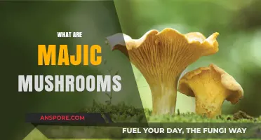 Magic Mushrooms: A Beginner's Guide to Psychedelics