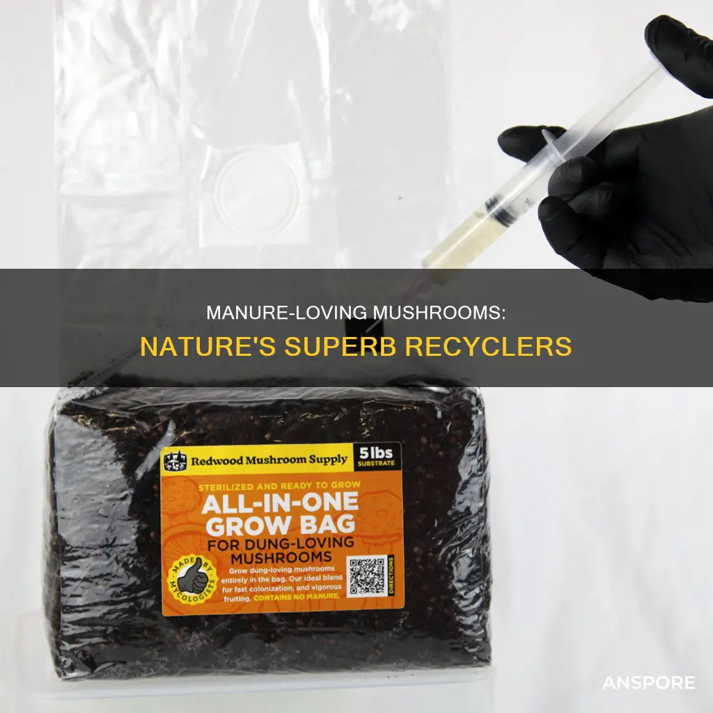 what are manure loving mushrooms