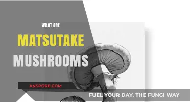 Matsutake Mushrooms: A Forager's Treasure