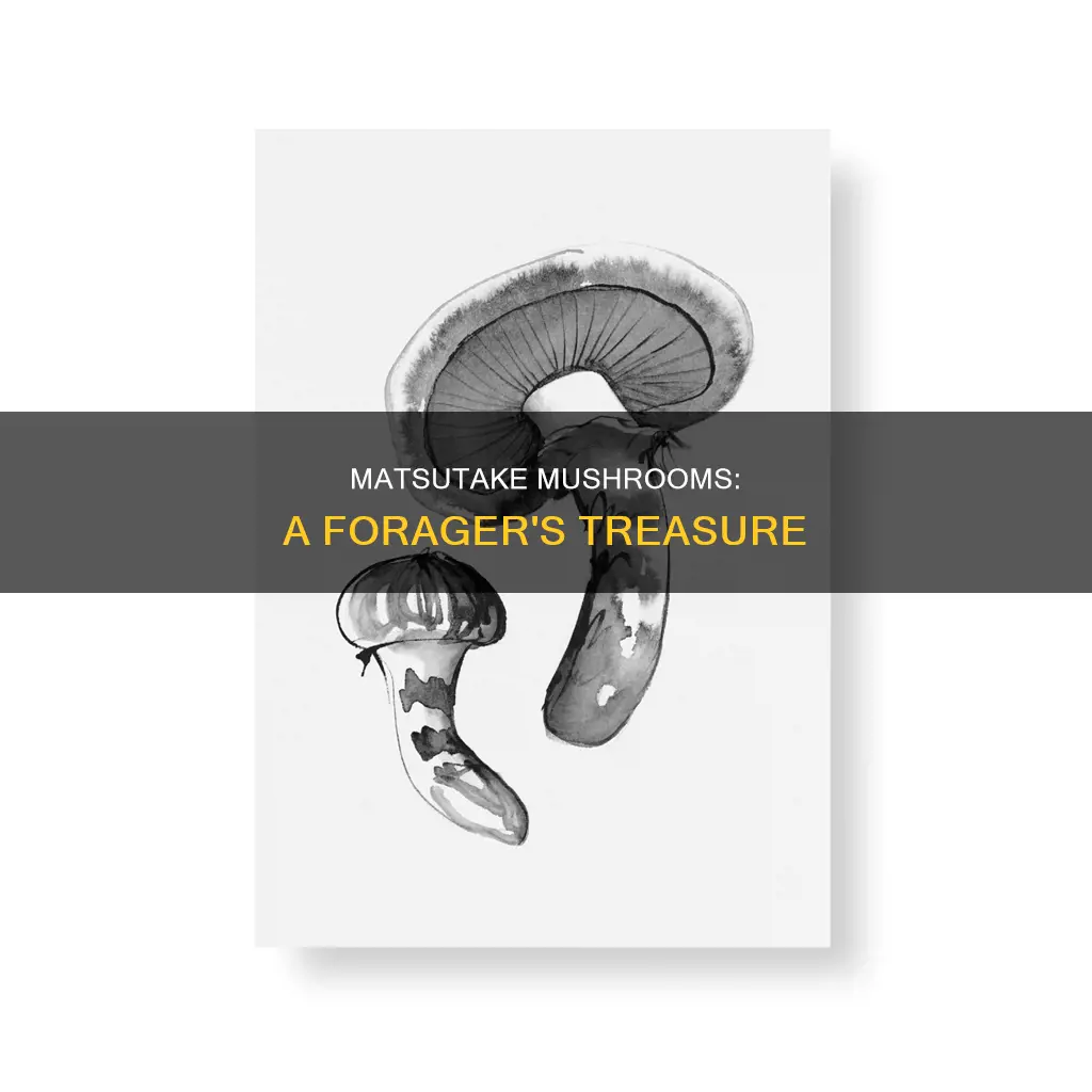 what are matsutake mushrooms